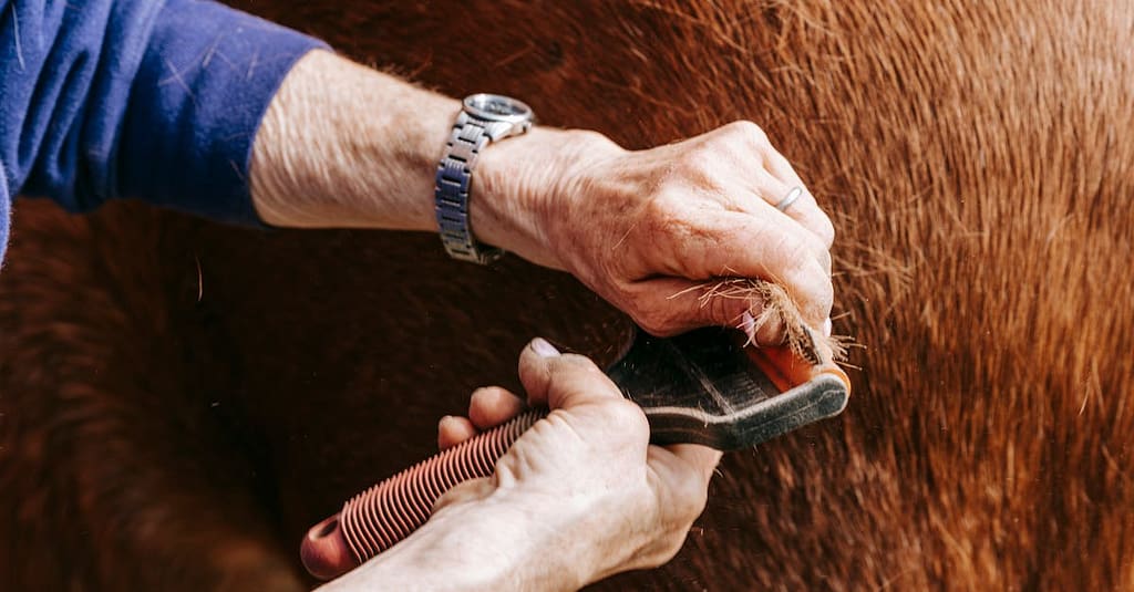 Detailaufnahme von Händen, die das Fell eines Pferdes bürsten, wobei Pflegewerkzeuge und Texturen gezeigt werden.