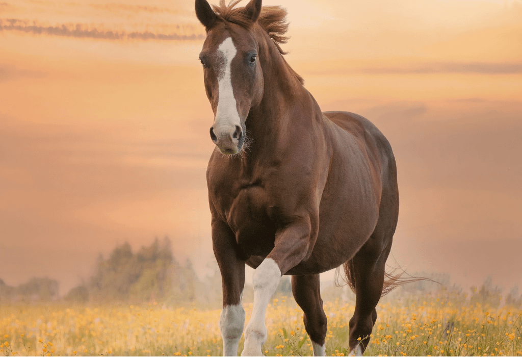 Pferd, Foto für die Registerkarte „Exklusives Angebot“