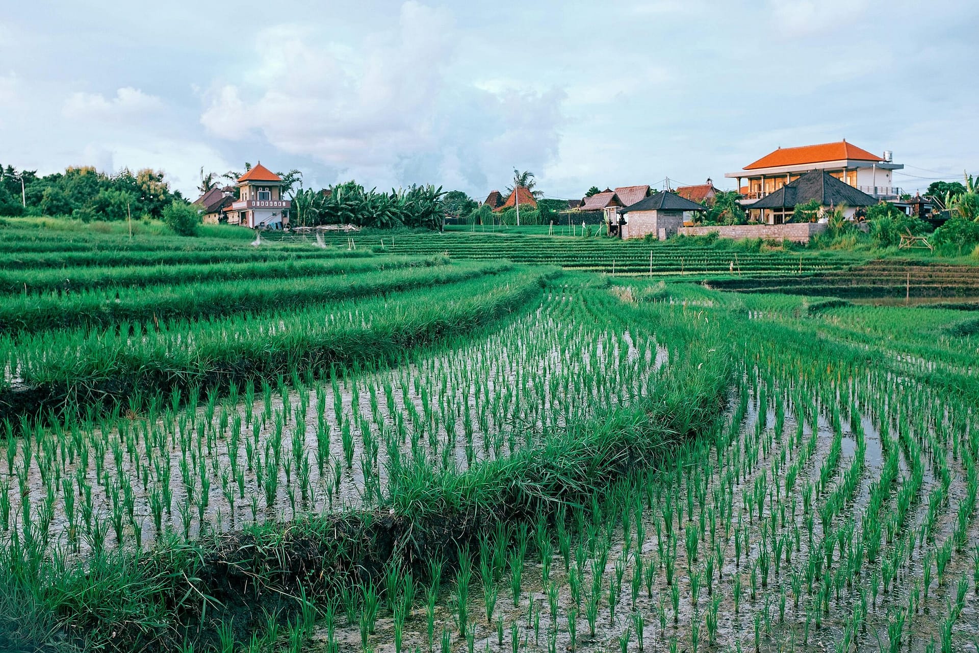 Scenic view of rice terraces with traditional houses, showcasing rural agriculture.