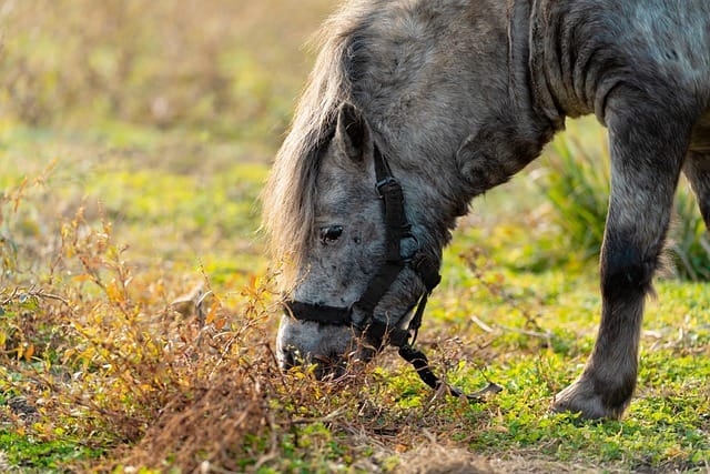 Pferd, Tier, Feld, grün, füttern, Futter, gemütlich, Natur, Landschaft